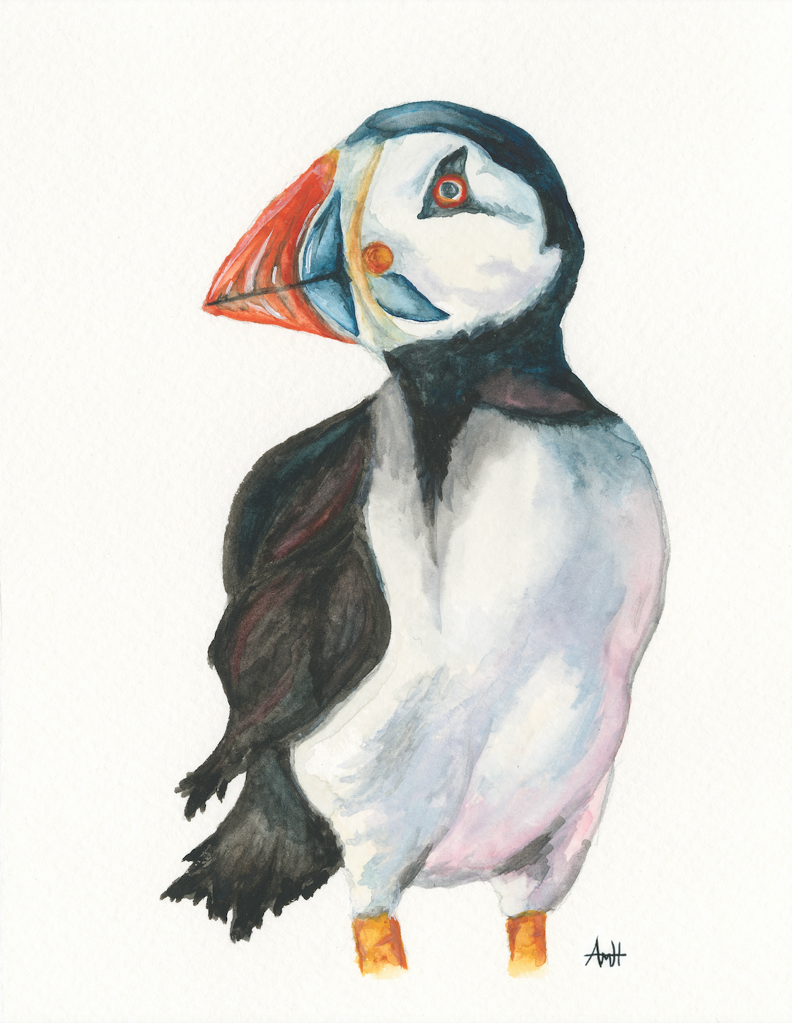 "Handsome Puffin" Atlantic Newfoundland Puffin Watercolour Fine Art Print
