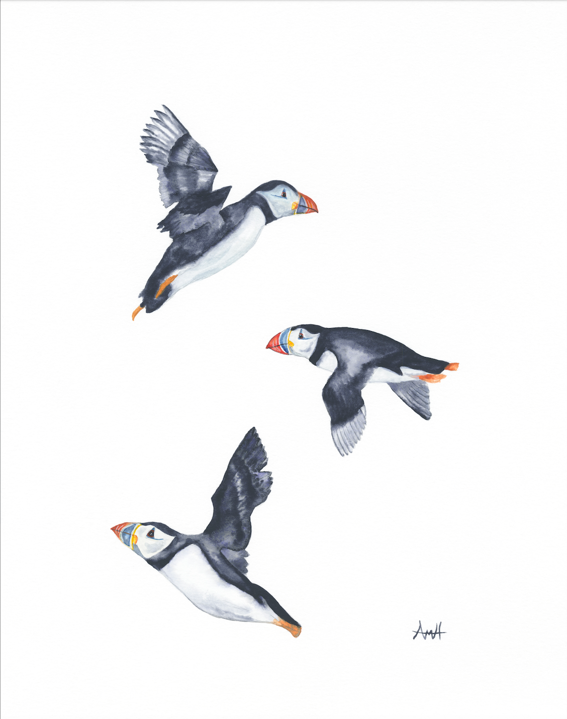 "In This Together" Atlantic Newfoundland Flying Puffins Watercolour Fine Art Print