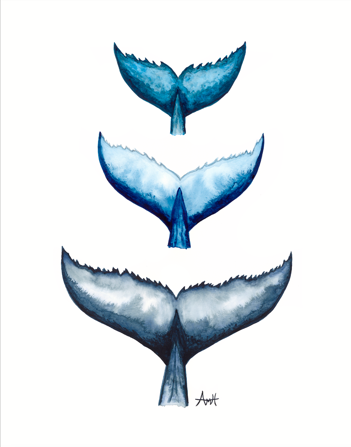 "Whale Tail Trio" Newfoundland Watercolour Fine Art Print