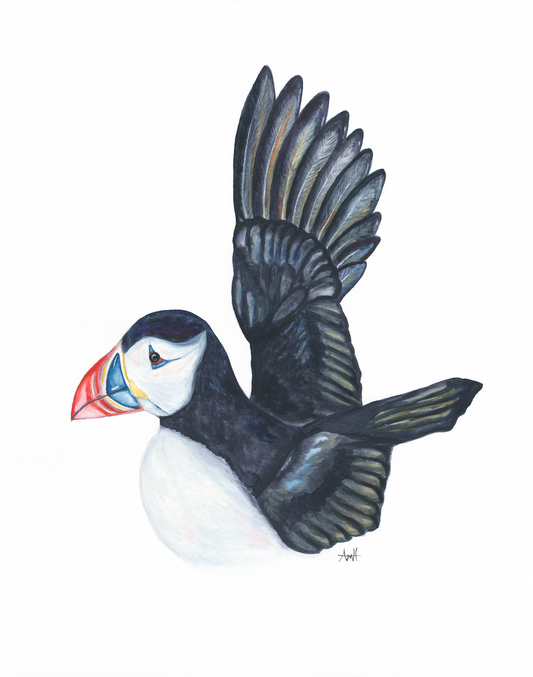 "Take Flight" Atlantic Newfoundland Puffin Watercolour Fine Art Print