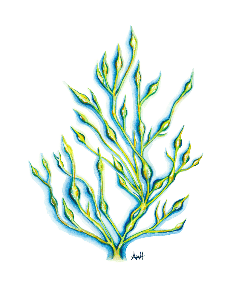 "Rockweed Haze" Newfoundland Seaweed Watercolour Fine Art Print