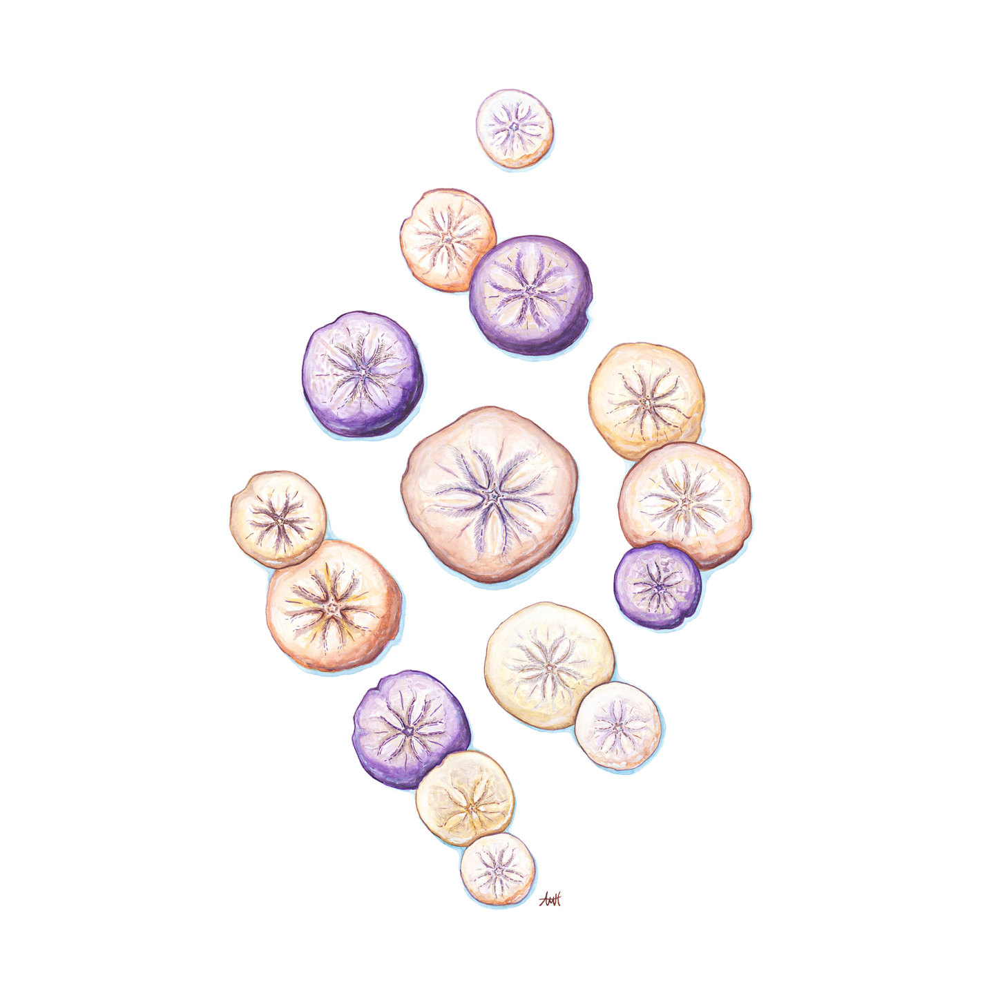 "Sand Cake Coast" Newfoundland Sand Dollar Watercolour Fine Art Print